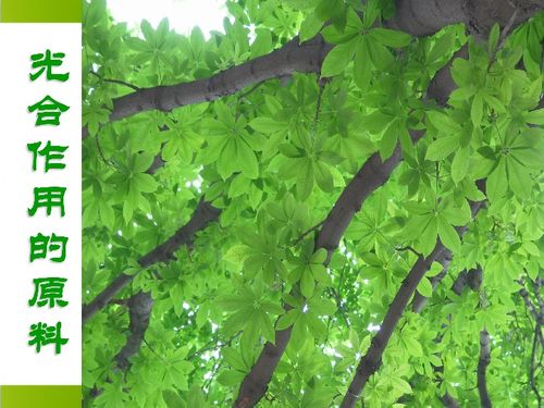 河北少兒版八年級生物上冊第三章第二節《光合作用的原料》課件解析（共27張PPT）