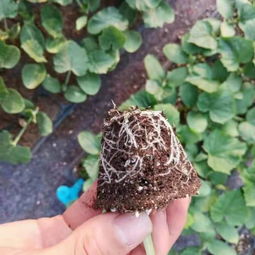 京冀攜手，科技興農 北京農學院科技成果轉化承德市試驗示范基地項目在河北生物領域的新探索